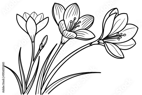 coloring page line art the crocus flower black vector