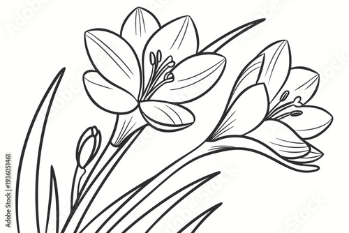 coloring page line art the crocus flower black vector