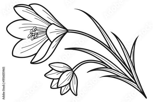 coloring page line art the crocus flower black vector