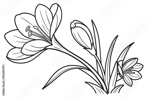 coloring page line art the crocus flower black vector