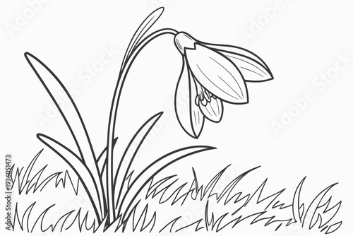 coloring page line art the crocus flower black vector
