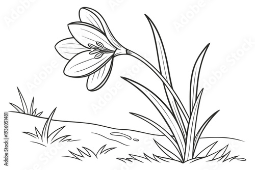 coloring page line art the crocus flower black vector