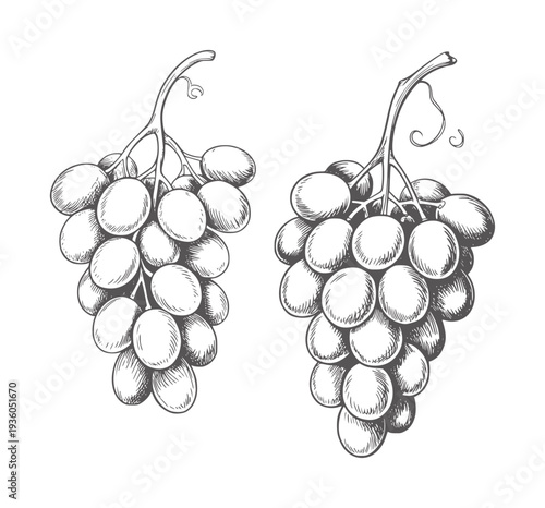 Black and white of two bunches of grapes white fruit