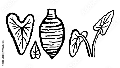 Taro Plant root and leaves set. Ink black hand drawn line illustration on white background.