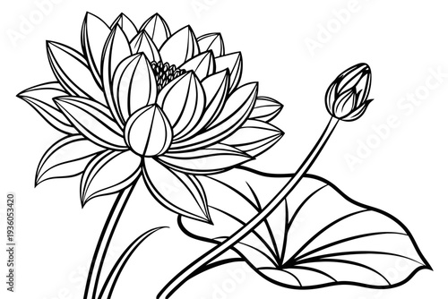 coloring page line art the lotus flower black vector