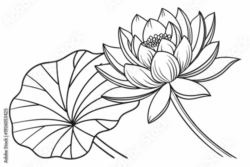 coloring page line art the lotus flower black vector