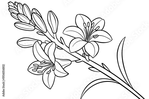 coloring page line art the tuberose flower black vector
