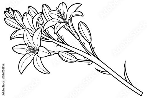 coloring page line art the tuberose flower black vector