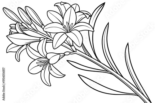 coloring page line art the tuberose flower black vector