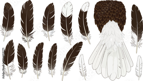 A collection of various brown and white bird feathers, including a detailed illustration of a bird's tail section, are displayed against a white backdrop.