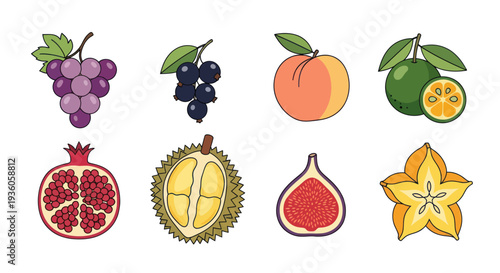 Colorful vector illustration of various fruits