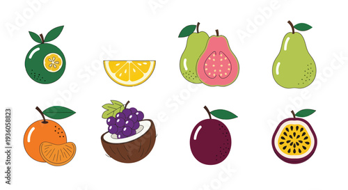 Colorful vector illustration of various fruits