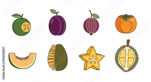 Colorful vector illustration of various fruits