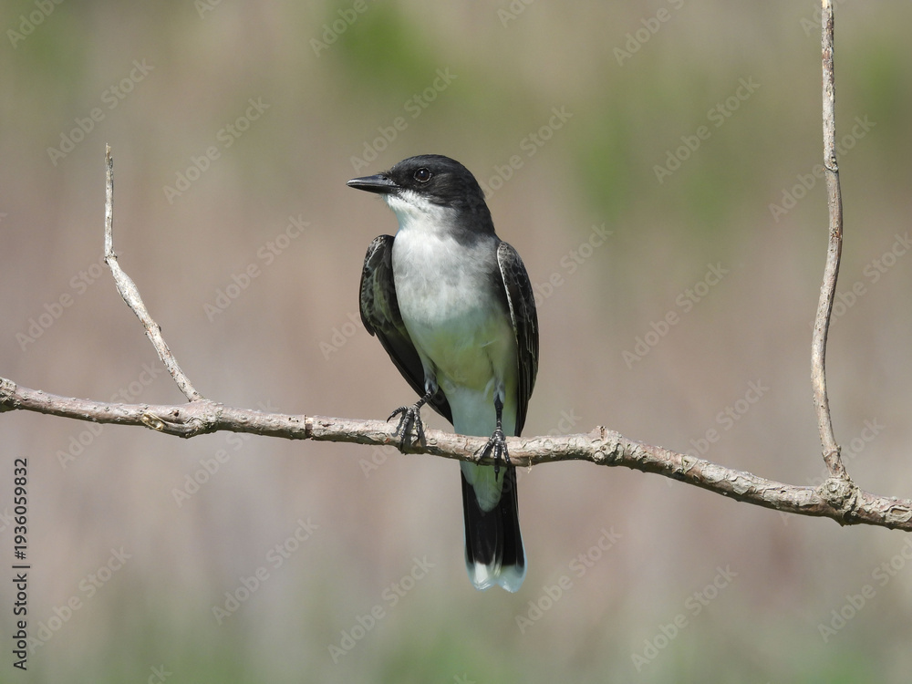 Obraz premium Eastern kingbird, perched on a branch, within the wetlands of the Bombay Hook National Wildlife Refuge, Kent County, Delaware. 