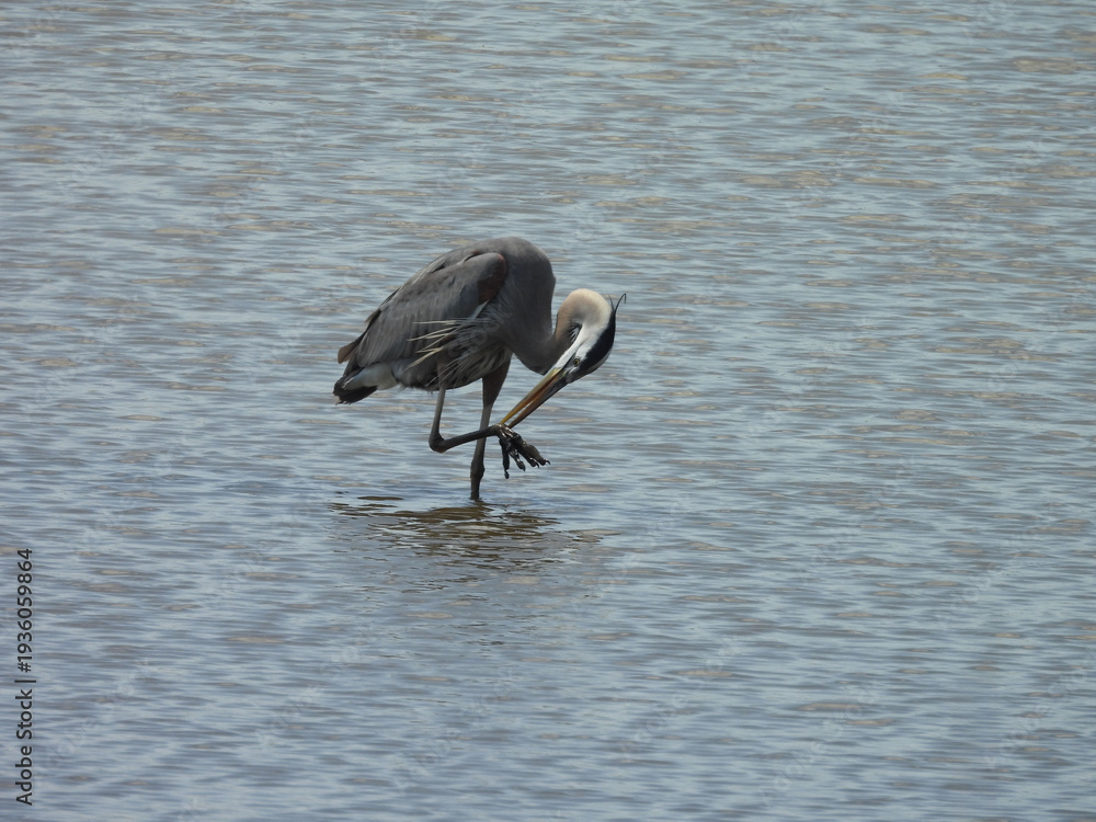 Naklejka premium A great blue heron, preening, cleaning itself, while standing within the wetland waters of the Bombay Hook National Wildlife Refuge, Kent County, Delaware. 