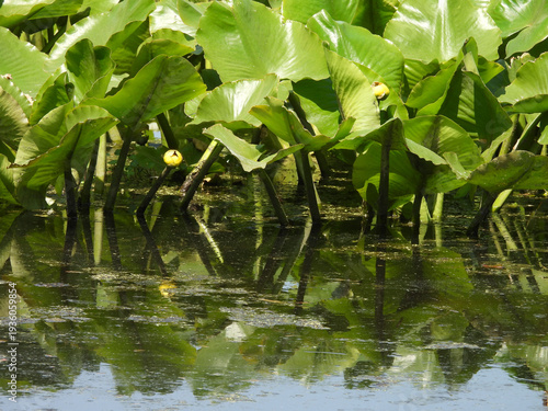 Aquatic plant, spatterdock, with a yellow pond lily beginning to bloom. Spring season, Bombay Hook National Wildlife Refuge, Kent County, Delaware. 