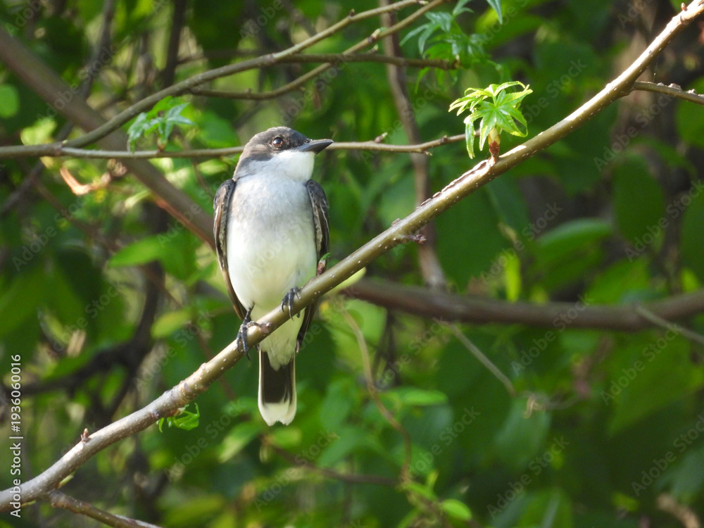 Obraz premium Eastern kingbird, perched on a branch, within a woodland forest. Spring season, Bombay Hook National Wildlife Refuge, Kent County, Delaware. 