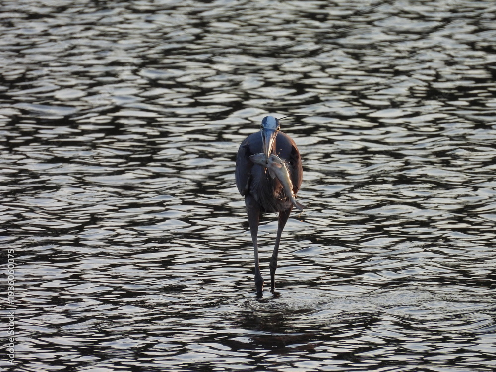 Naklejka premium A hungry great blue heron caught a fish to eat. Bombay Hook National Wildlife Refuge, Kent County, Delaware. 