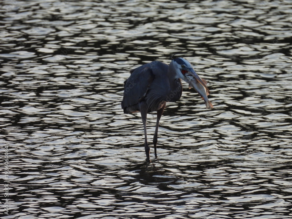 Fototapeta premium A hungry great blue heron devouring a fish. Bombay Hook National Wildlife Refuge, Kent County, Delaware. 