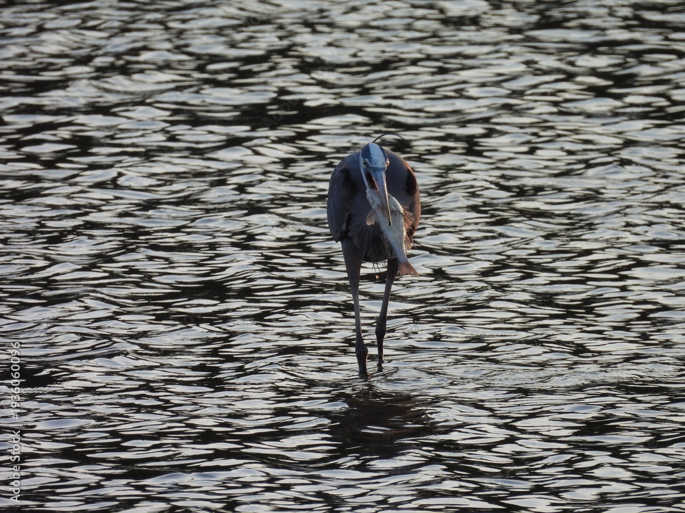 Fototapeta premium A hungry great blue heron devouring a fish. Bombay Hook National Wildlife Refuge, Kent County, Delaware. 