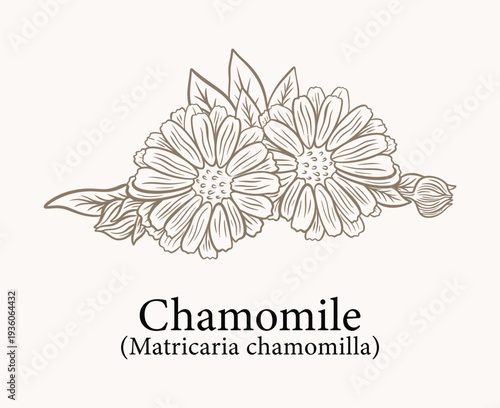 Hand drawn chamomile flower botanical illustration with matricaria chamomilla label for herbal, tea, and natural wellness design