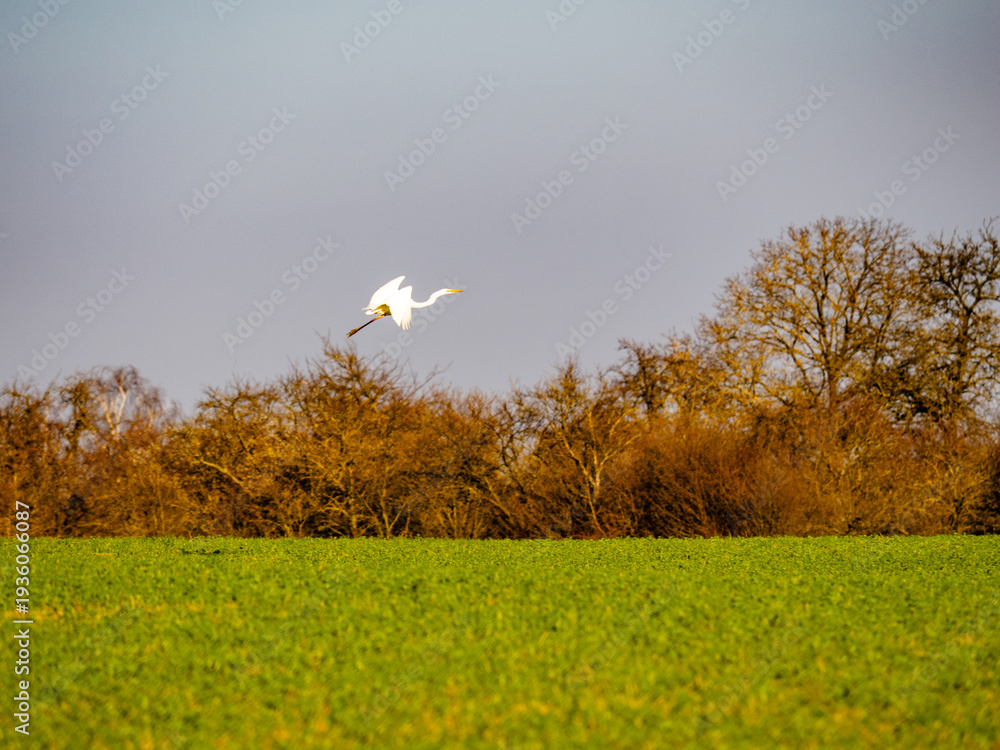 Obraz premium Kranich auf einem Feld