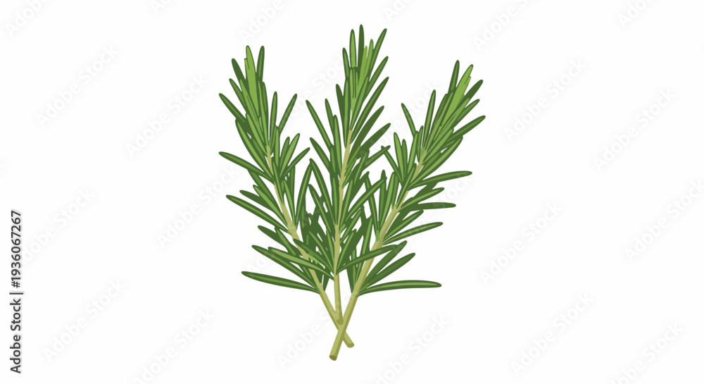 Fototapeta premium Fresh Rosemary Herb