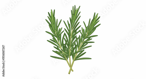 Fresh Rosemary Herb