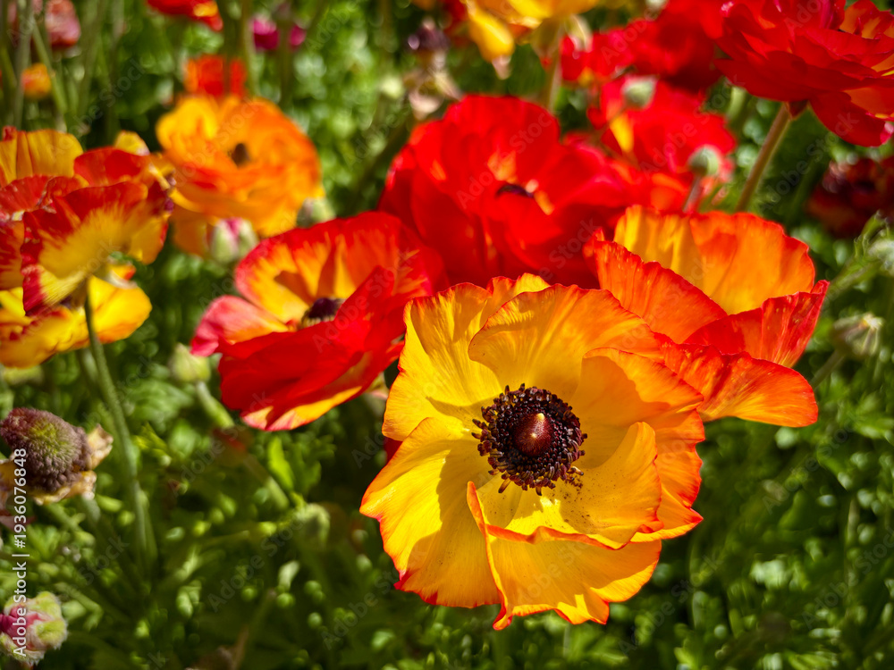 Obraz premium Close up Tecolote Ranunculus flowers, Persian buttercup flower field with selective focus