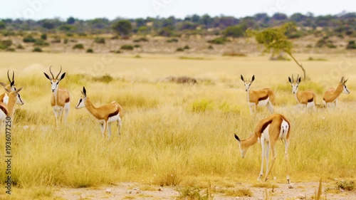 An amazing view of a small herd of Springboks antelopes Grazing together in Mabuasehube, Botswana, South Africa 