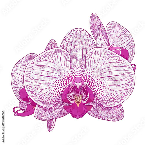 Discover the captivating allure of a sophisticated vector illustration featuring a beautiful, intricate orchid bloom. This elegant floral artwork embodies natural grace and detailed artistry