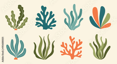 Colorful Seaweed Collection