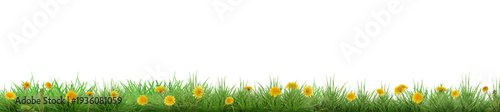 Panel kuchenny z motywem Yellow dandelions growing in green grass against white background, banner design. Spring season