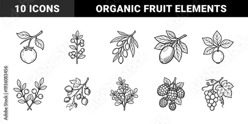 Hand-drawn botanical berry and fruit branch engravings for organic food packaging. Vintage ink line art featuring grapes, raspberries, and wild forest berries.