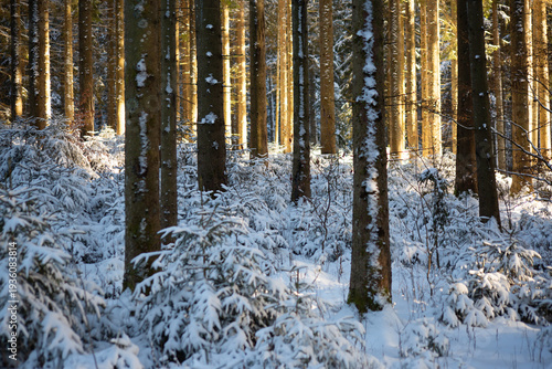 Warm sunlight shining through tall pine trees in a snowy winter forest