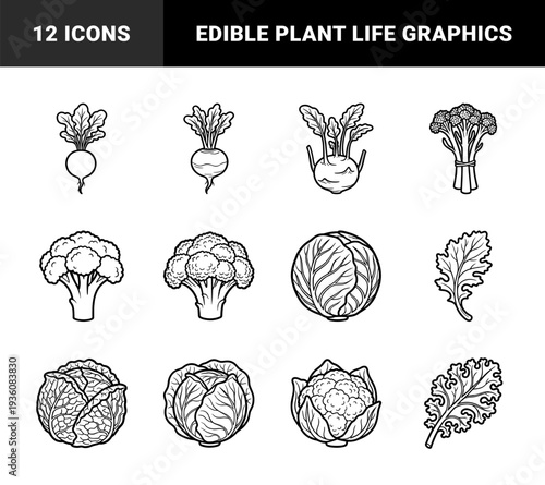 Cruciferous vegetable assortment in heavy monoline aesthetic. Stylized line art featuring cabbage, broccoli, kale, kohlrabi, and cauliflower for healthy diet infographics.