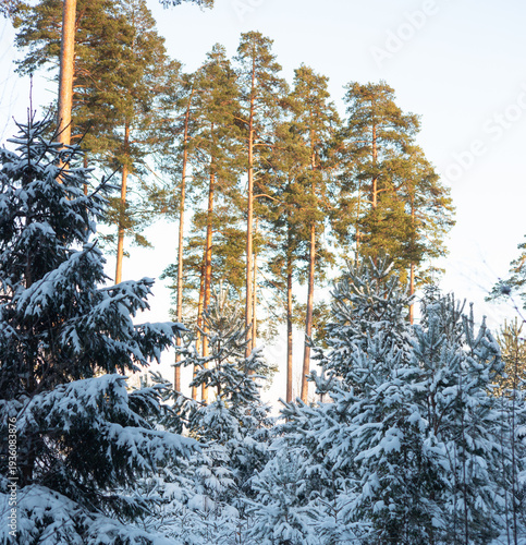 Warm sunlight illuminating tall pine trees rising above a snow covered winter forest