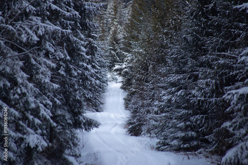 Snow covered forest road through pine trees in winter