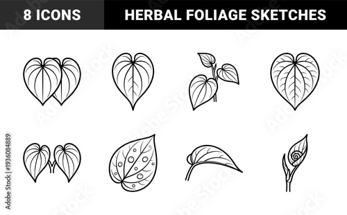 Betel leaf botanical line art illustrations for traditional medicine and herbal skincare branding. Heart-shaped foliage sketches in clean monoline style.