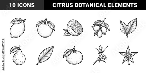 Citrus fruit botanical illustrations and organic harvest elements. Vintage hand-drawn stipple engraving style featuring lemon, orange, bergamot, and floral blossoms.
