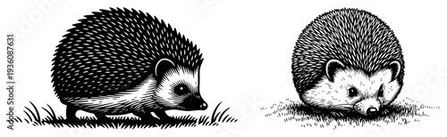 Two hedgehogs in black and white woodcut engraving style set on a white background