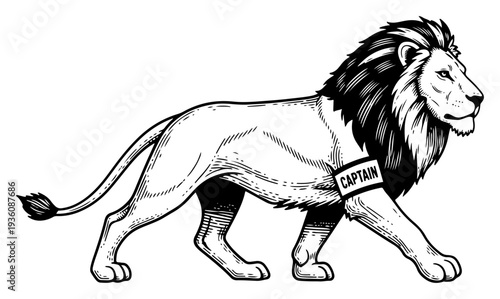 Strong lion wearing a captain armband in black and white vintage engraving style