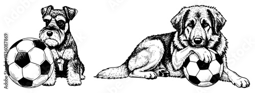 Portrait of two cute dogs with soccer balls in detailed vintage engraving style