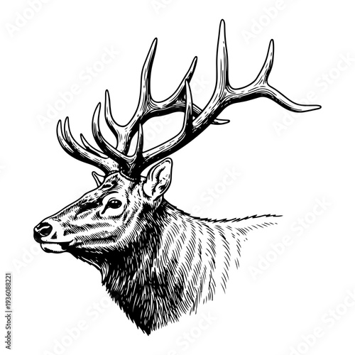 Majestic stag deer head with large antlers in vintage woodcut style