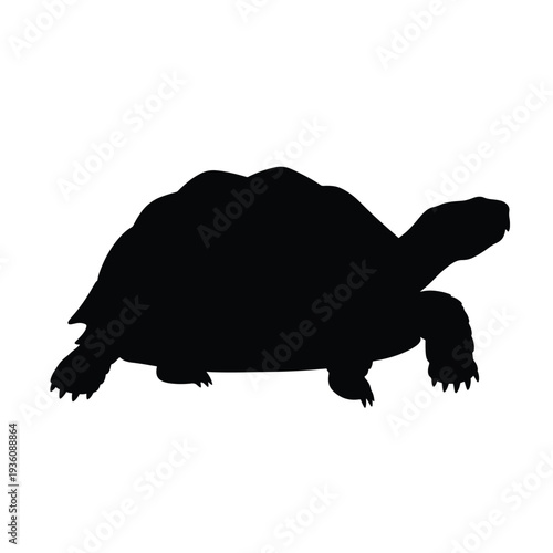 Tortoise Silhouette