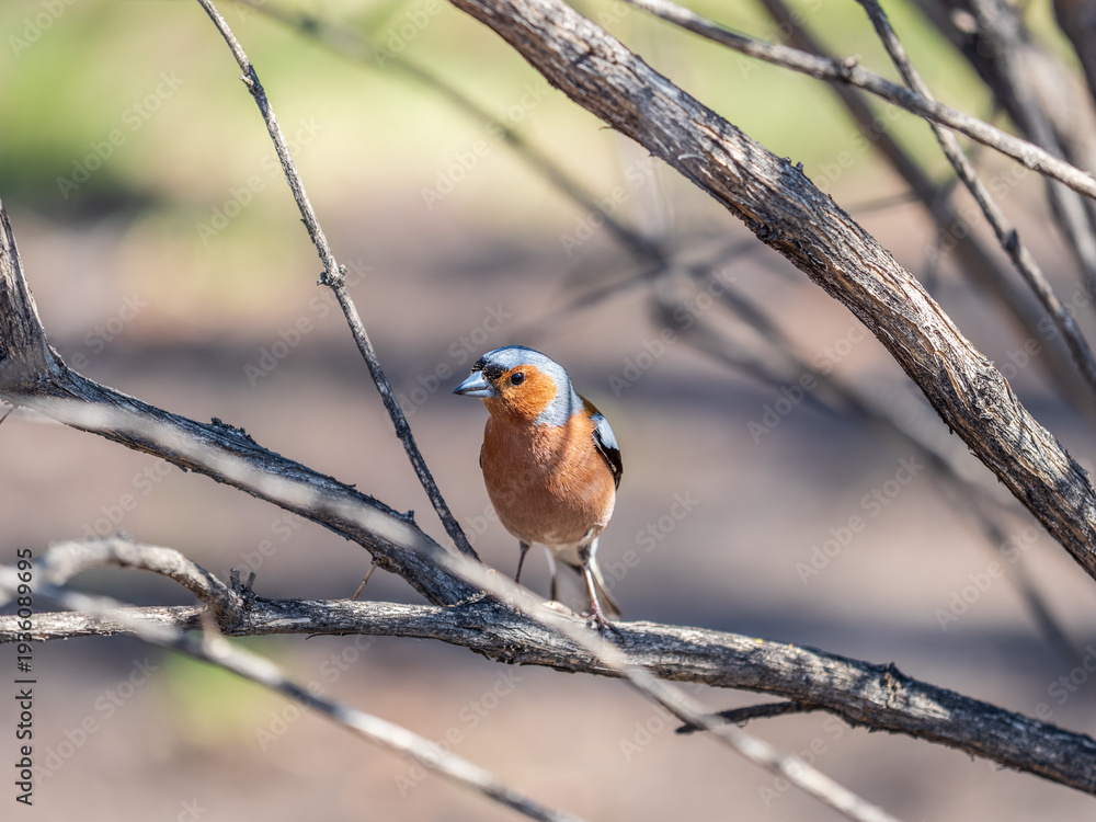 Fototapeta premium Common chaffinch, Fringilla coelebs, sits on a tree. Common chaffinch in wildlife.