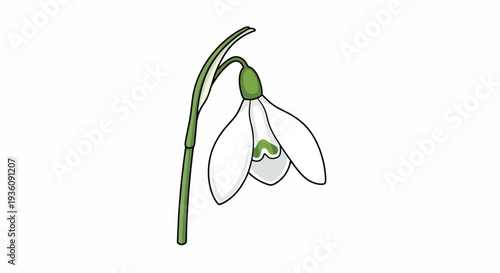 Snowdrop Flower