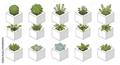 Succulent Plants in White Pots