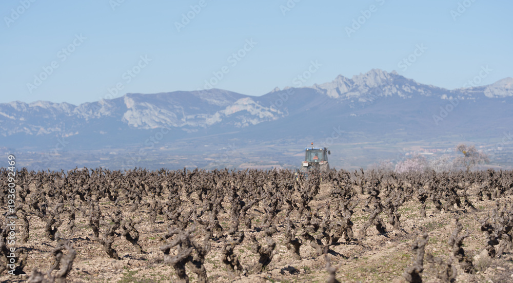 Fototapeta premium Tractor in Pruned Vineyard with Mountain Range and Clear Blue Sky