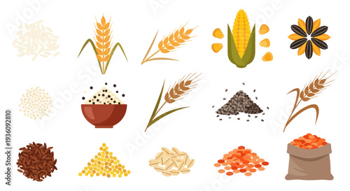 Various cereal grains and seeds illustration